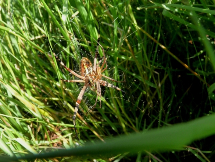 Argiope bruennichi